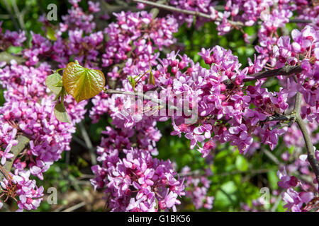 Eastern Redbud Cercis canadensis fioritura Foto Stock