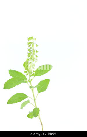 Fresco verde basilico,Thai impianto di erbe Foto Stock