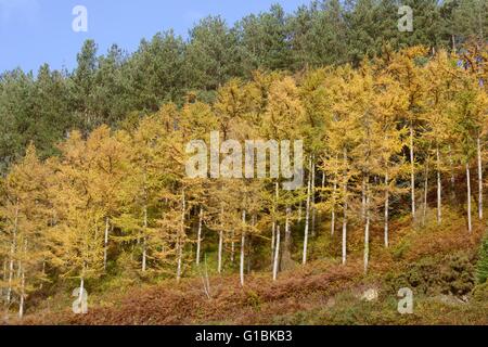 Piantagione di giapponese Larice Larix kaempferi e pini larici, Pinus nigra laricio Wales, Regno Unito Foto Stock