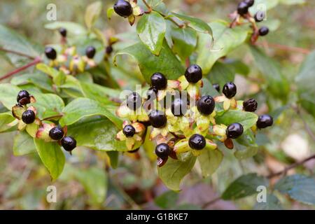 Hypericum androsaemum, Tutsan pianta con frutti di bosco, Wales, Regno Unito. Foto Stock