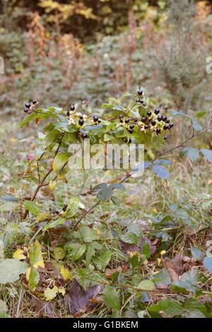 Hypericum androsaemum, Tutsan pianta con frutti di bosco, Wales, Regno Unito. Foto Stock