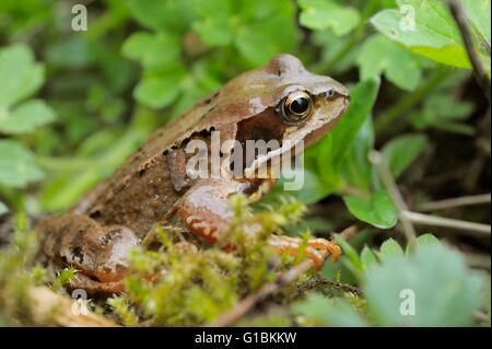 Rana comune Rana temporaria tra la vegetazione, Wales, Regno Unito. Foto Stock