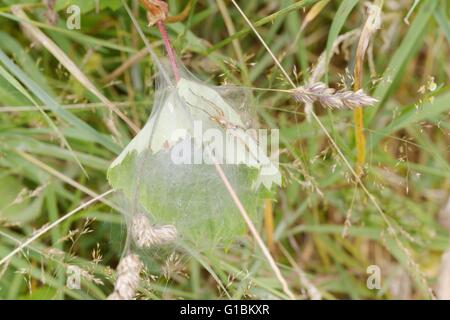 Pisaura mirabilis, vivaio spider web con "nursery" web contenenti uova o giovani ragni, Wales, Regno Unito. Foto Stock