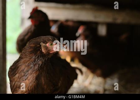 La Rhode Island red di pura razza pollastre con giovani scultura in legno di una casa della gallina, Wales, Regno Unito. Foto Stock