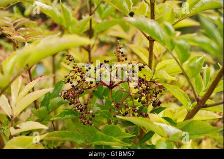 Sambuchi, frutti di Sambucus nigra, Wales, Regno Unito Foto Stock