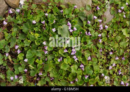 Cymbalaria muralis, edera-lasciava Toadflax, Wales, Regno Unito Foto Stock