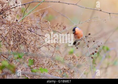 Bullfinch maschio, Pyrrrrrrrrrrrrrrrrrrhula, alimentazione su Bramble o semi di BlackBerry in inverno, Galles, Regno Unito Foto Stock