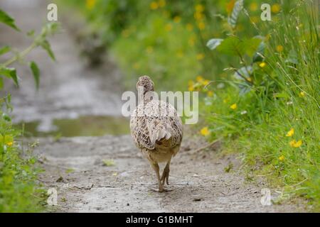 Vista posteriore del Phasianus colchicus fagiano Femmina, Wales, Regno Unito Foto Stock