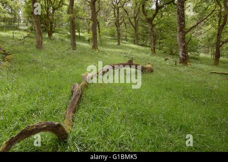 Caduto deadwood in pascolato aprire il bosco di querce, Dinas RSPB riserva, Wales, Regno Unito Foto Stock