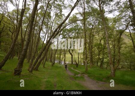 Donna che cammina su un percorso attraverso la coppia di bosco di betulle, Dinas RSPB riserva, Wales, Regno Unito Foto Stock