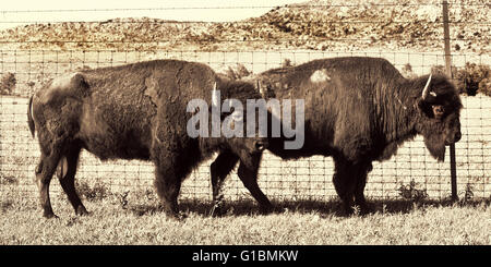 Buffalo in Oklahoma colorato in tempi antichi in bianco e nero. Foto Stock