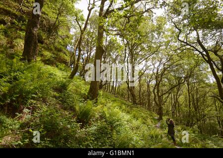 Donna di scattare le foto in coppia sessili bosco di querce a Dinas riserva RSPB Wales, Regno Unito Foto Stock