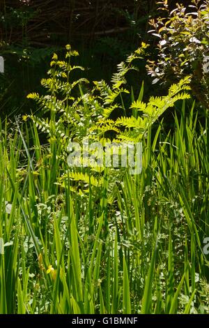 Osmunda regalis, Royal Fern, Wales, Regno Unito Foto Stock