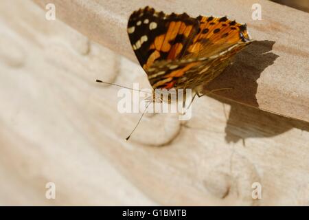 Cynthia cardui, dipinto Lady butterfly crogiolarvi al sole su un vaso di terracotta, Wales, Regno Unito Foto Stock