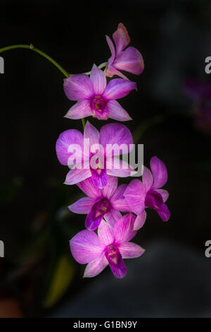 Bel bouquet di orchidee viola su sfondo scuro Foto Stock
