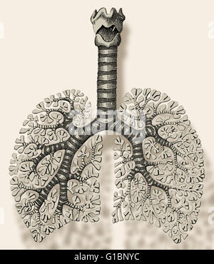 Illustrazione dei percorsi del polmone umano. La colonna verticale è la trachea, i suoi grandi propaggini sono i bronchi e i piccoli vasi che sono gli alveoli. Foto Stock