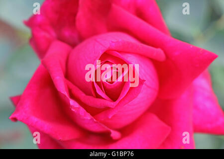 In prossimità di una vibrante red rose Foto Stock