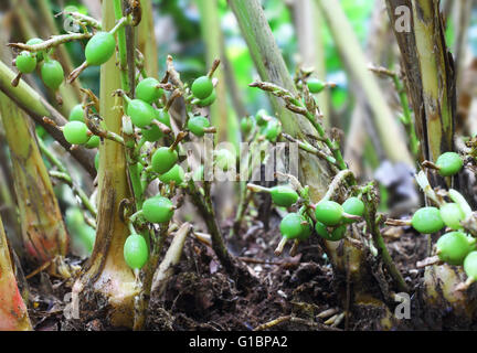 Verde immaturo e i semi di cardamomo in pianta in Kerala, India. Il cardamomo è il terzo più costoso spice in peso. Foto Stock