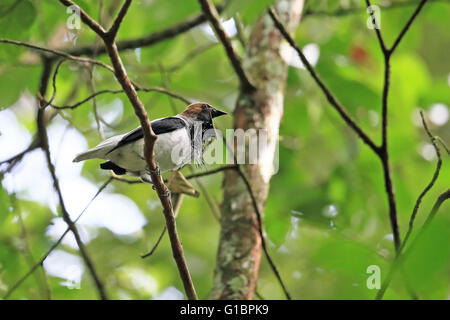 Barbuto Bellbird (Procnias averano) Foto Stock