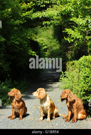 Tre Cocker Spaniel cani su un percorso giardino REGNO UNITO Foto Stock