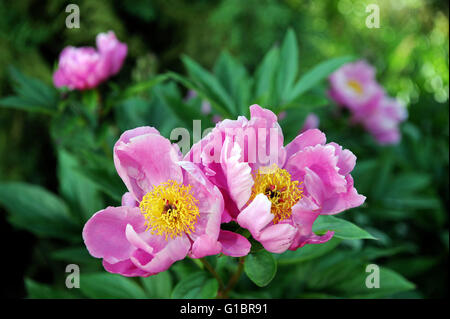 Le peonie (Paeonia 'Globo di luce") in un giardino Inglese UK Foto Stock