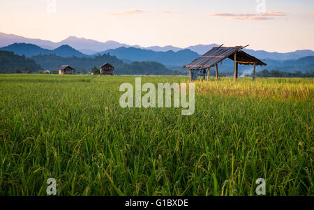 Crepuscolo sopra la le risaie a Luang Namtha, Nord del Laos Foto Stock