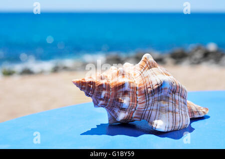 Primo piano di una conchiglia su una superficie di colore blu sulla spiaggia, con un luminoso blu del mare in background Foto Stock