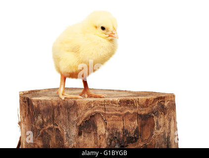 Piccolo giallo il pollo in piedi sul ceppo di legno, isolato su sfondo bianco Foto Stock