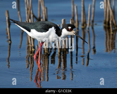 Nero a collo Stilt walking in marsh Foto Stock