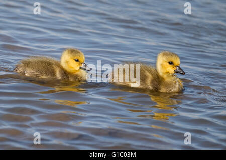 Una coppia di Canada Gosling's Foto Stock