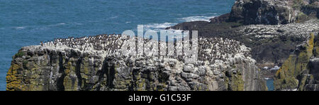 Regno Unito colonie di uccelli marini - guillemots allevamento su stack costiere, RSPB Rathlin West Light Centro di uccello sull isola di Rathlin, County Antrim, Irlanda del Nord. Foto Stock