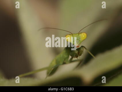 I capretti green mantis Foto Stock