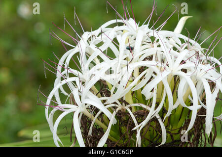 White crinum lily (Crinum asiatium), Aka il veleno della lampadina, spider lily, giant crinum lily, grand crinum lily, Hualien County, Taiwan Foto Stock