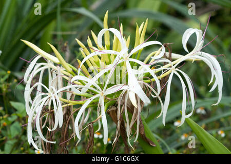 White crinum lily (Crinum asiatium), Aka il veleno della lampadina, spider lily, giant crinum lily, grand crinum lily, Hualien County, Taiwan Foto Stock