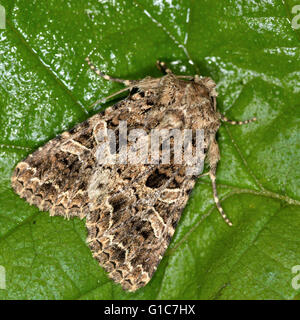 La falena lychnis (Hadena bicruris). British insetto in famiglia Noctuidae, la più grande famiglia britannica di falene Foto Stock