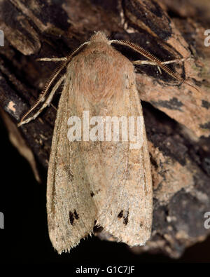 Twin-spotted quaker tarma (Anorthoa munda). British insetto in famiglia Noctuidae, la più grande famiglia britannica di falene Foto Stock