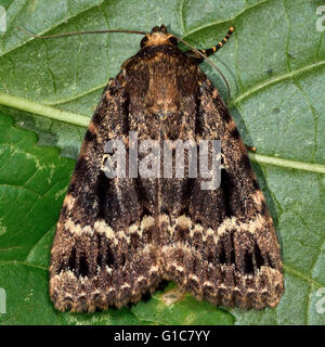 Rame falena underwing (Amphipyra pyramidea). British insetto in famiglia Noctuidae, la più grande famiglia britannica di falene Foto Stock