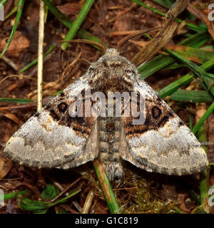 Dado albero di tussock moth (Colocasia coryli). British insetto in famiglia Noctuidae, la più grande famiglia britannica di falene Foto Stock