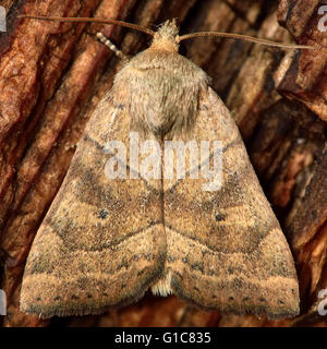 Il dun-bar tarma (Cosmia trapezina). British insetto in famiglia Noctuidae, la più grande famiglia britannica di falene Foto Stock