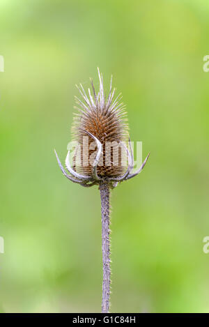 Il Fiore secco capi di teasel (Dipsacus fullonum) Foto Stock