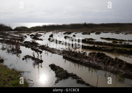 Terreni agricoli inondati vicino al mare del Nord, Bawdsey, Suffolk, Regno Unito. Foto Stock