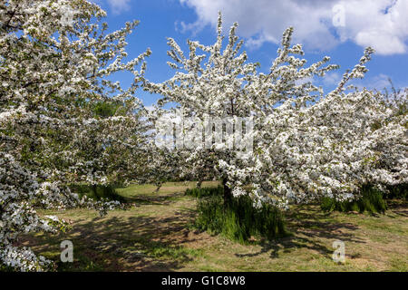 Fiori di mela Fiori bianchi frutteto primaverile albero fiorito Foto Stock