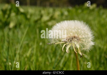 Dente di leone - UN dente di leone è un fiore. Il suo nome scientifico è Taraxacum, un grande genere di piante da fiore della famiglia Asteraceae. Foto Stock