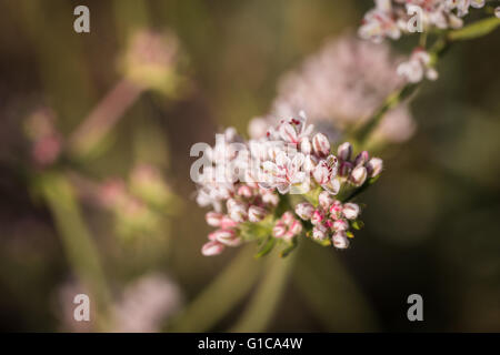 Minuscoli fiori sbocciano i fiori sulla California del grano saraceno bush in un lavaggio a secco del Mojave Desert. Foto Stock