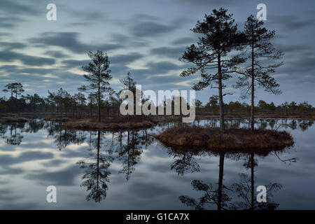 Alberi di pino sulla torbiera island prima del sorgere del sole Foto Stock