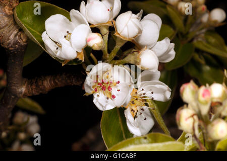 Pera blossom varietà in poi Foto Stock