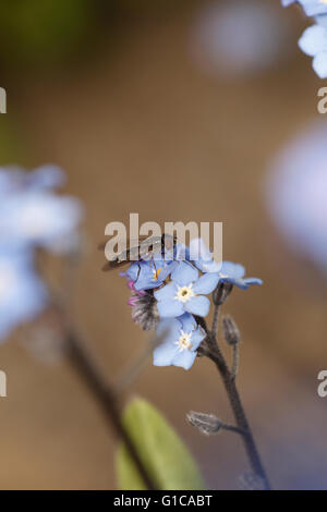 Syritta pipiens, spesse zampe, Hoverfly su non ti scordar di me Flower Foto Stock