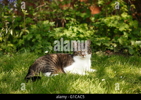 Tabby cat in seduta pezzata al sole o all'ombra in un giardino. Foto Stock