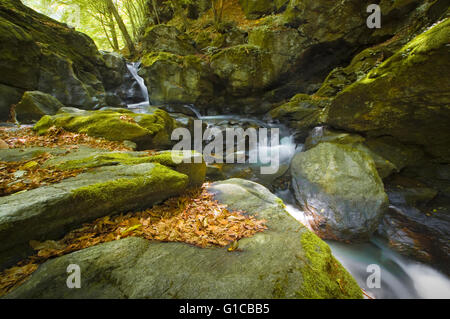 Cascata naturale sul flusso nella foresta verde Foto Stock