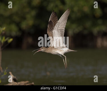 Whimbrel, Numenius phaeopus in volo Foto Stock